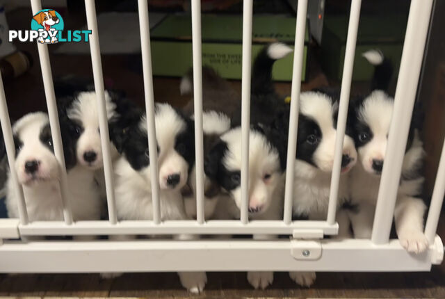 Myrtle Range Border Collies