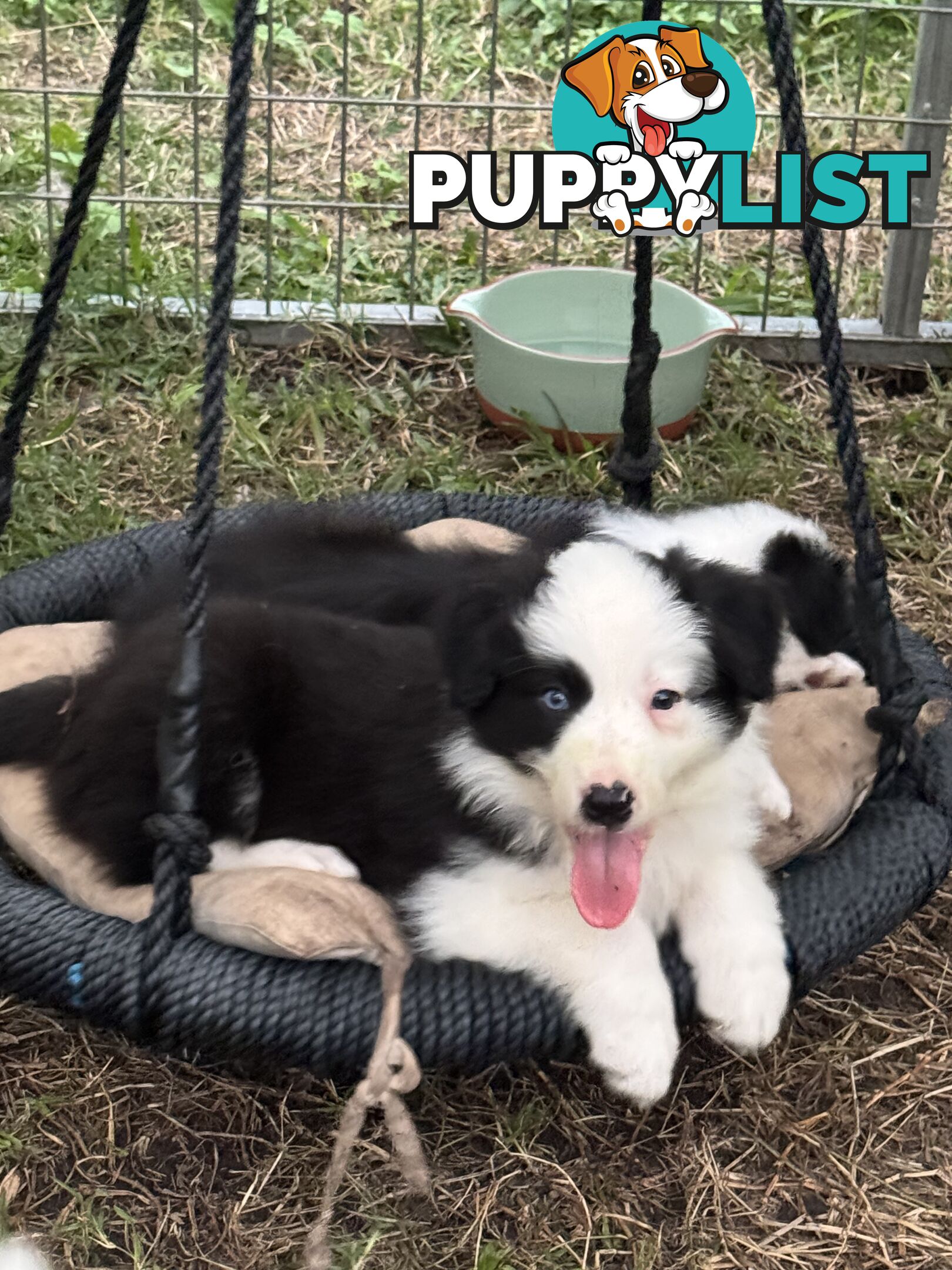 Myrtle Range Border Collies