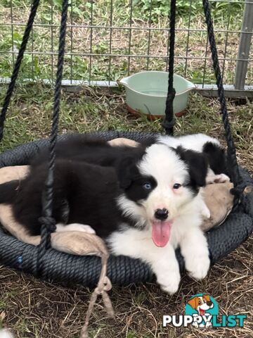 Myrtle Range Border Collies