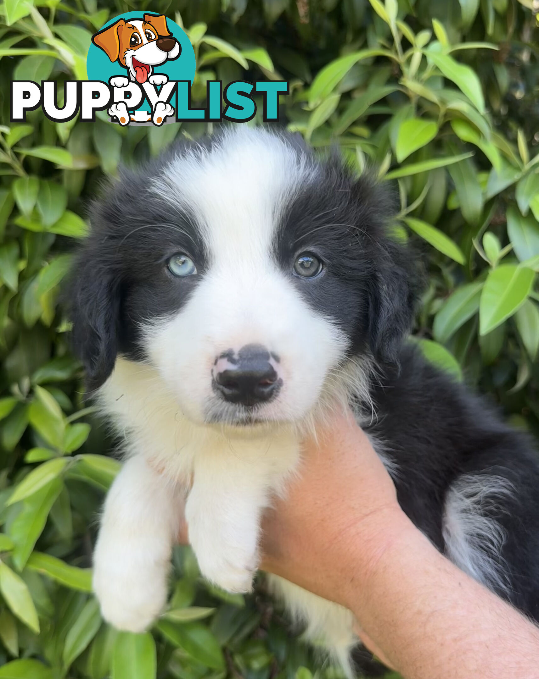 Myrtle Range Border Collies