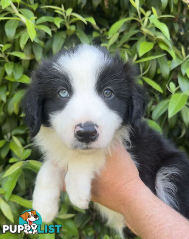 Myrtle Range Border Collies