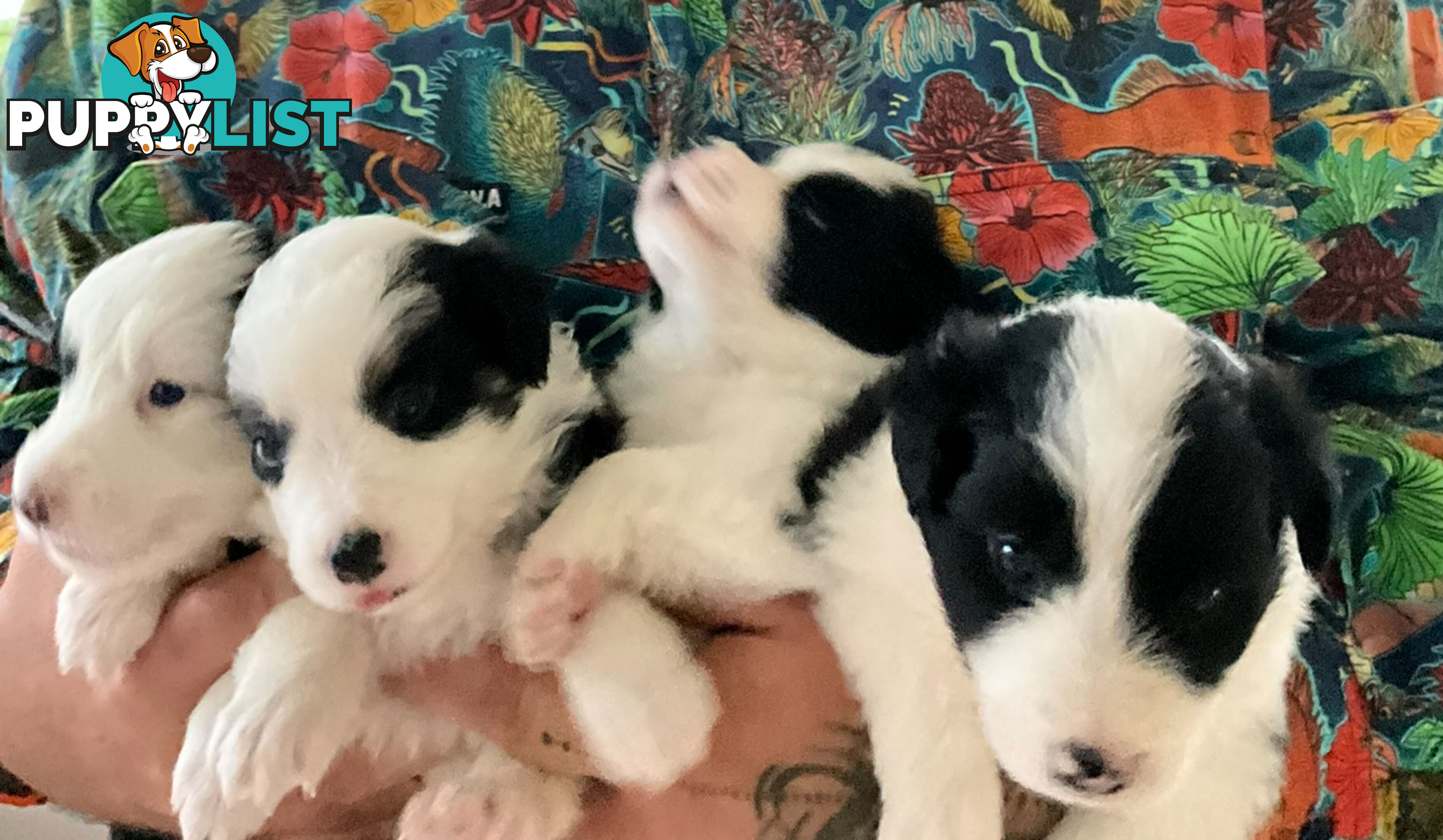Myrtle Range Border Collies