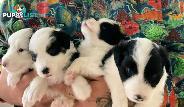 Myrtle Range Border Collies