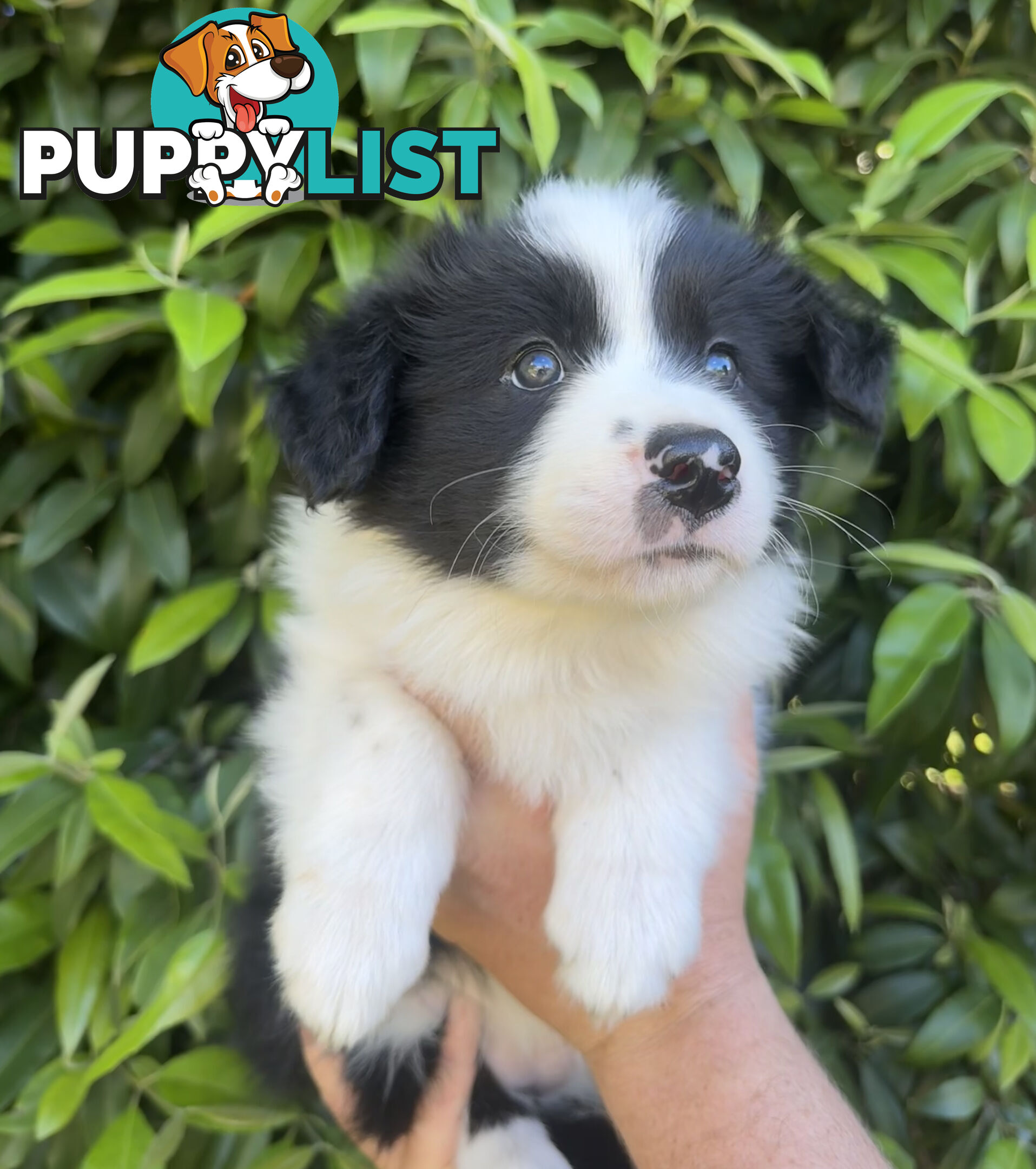 Myrtle Range Border Collies