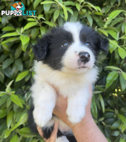 Myrtle Range Border Collies