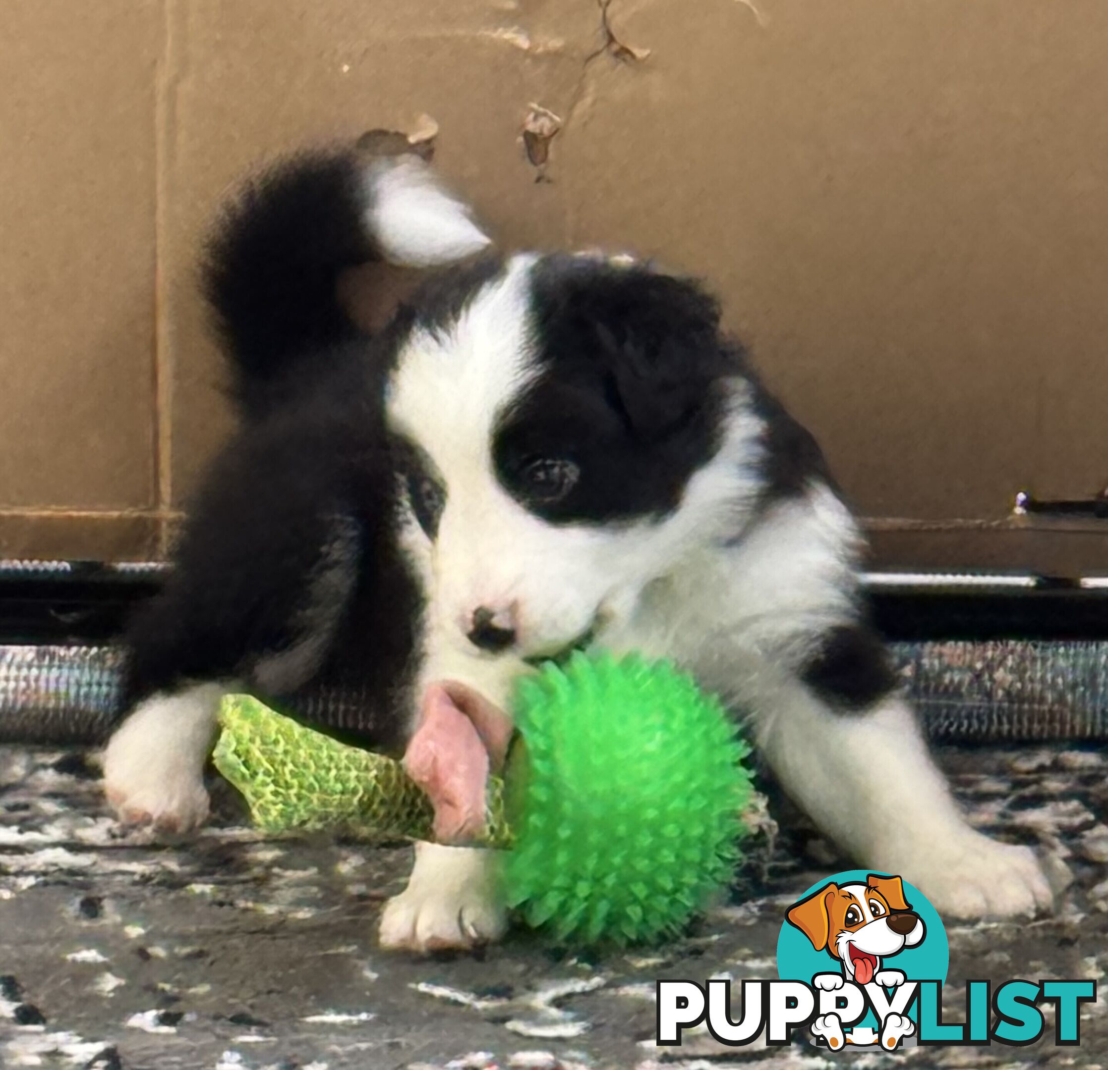 Myrtle Range Border Collies