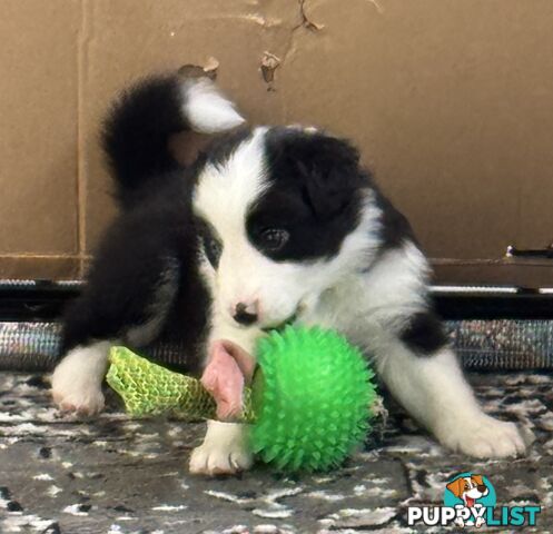 Myrtle Range Border Collies