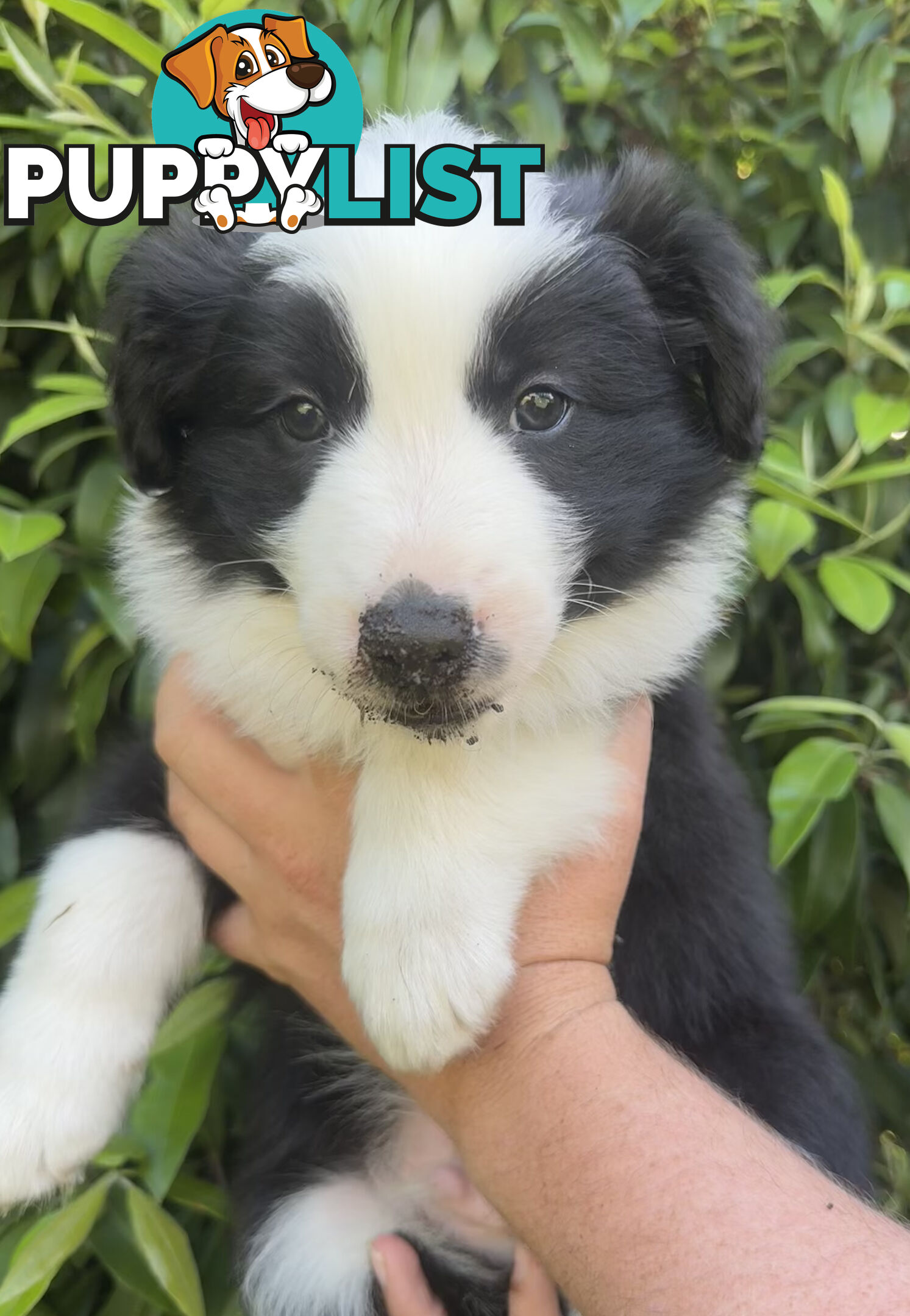 Myrtle Range Border Collies
