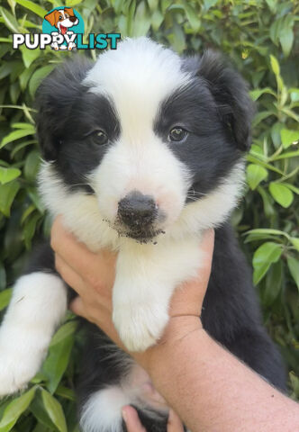 Myrtle Range Border Collies