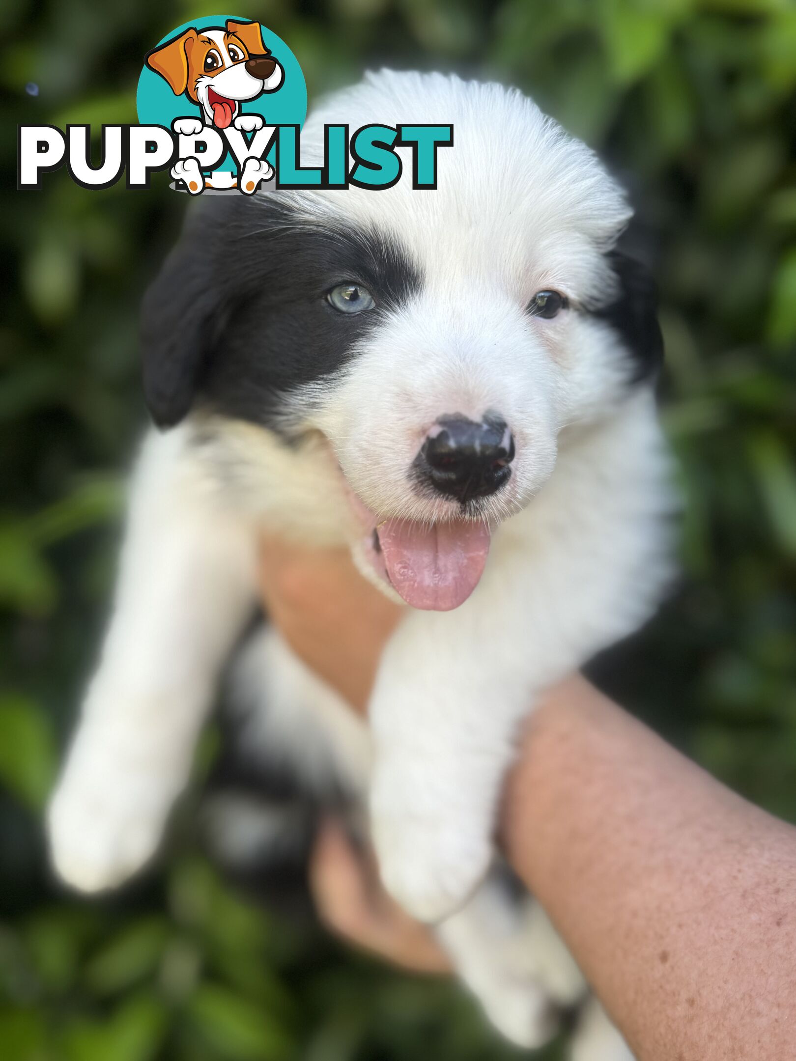 Myrtle Range Border Collies