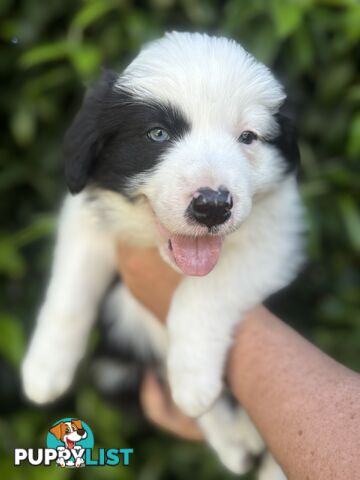 Myrtle Range Border Collies