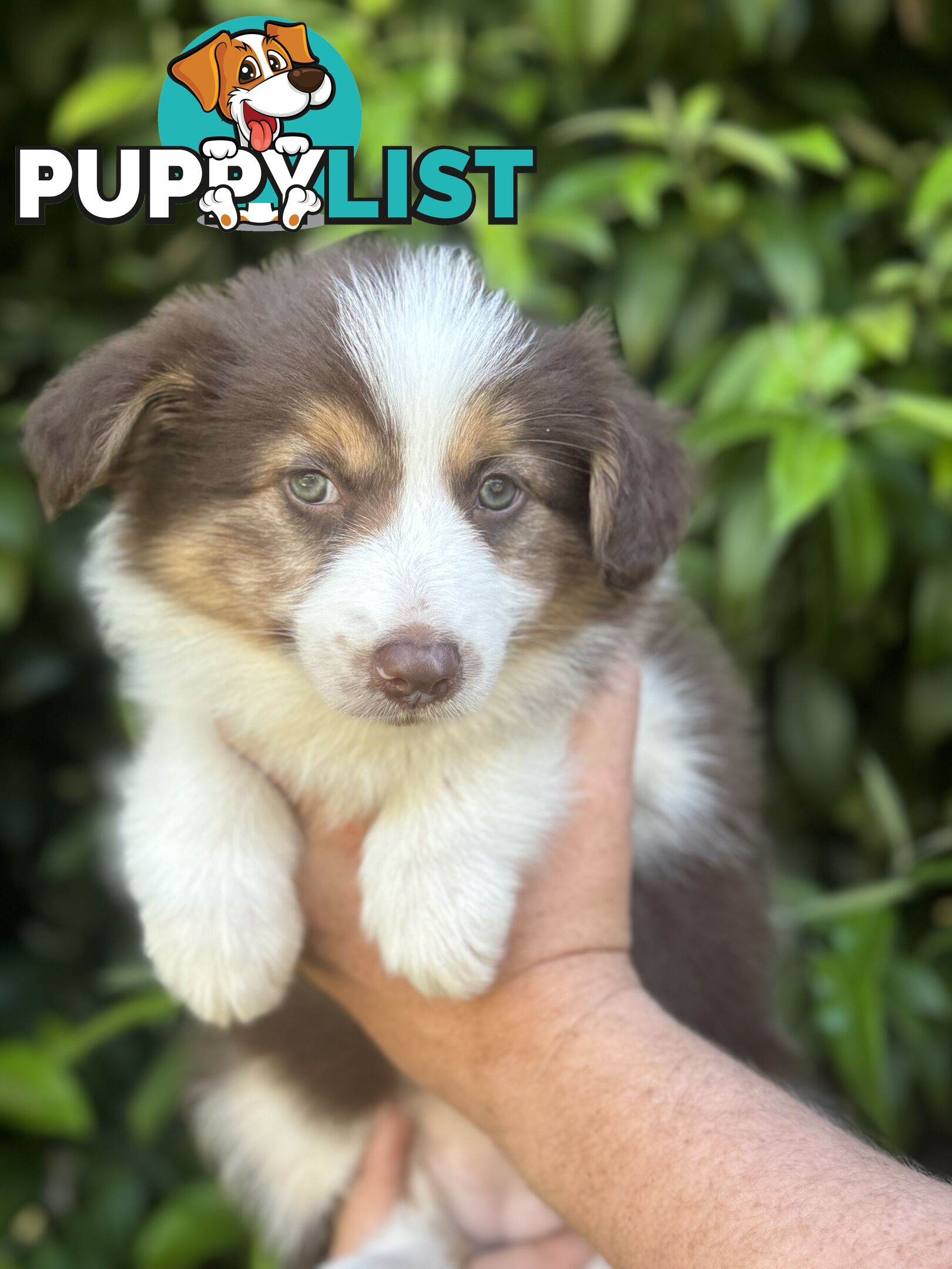 Myrtle Range Border Collies