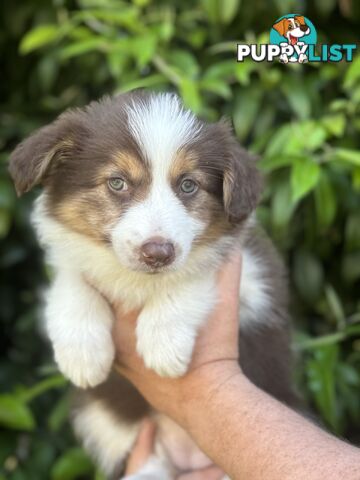 Myrtle Range Border Collies