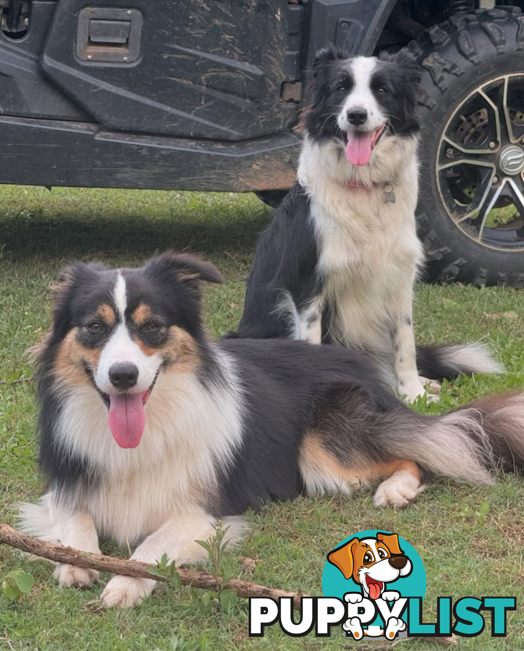 Myrtle Range Border Collies