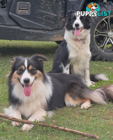 Myrtle Range Border Collies
