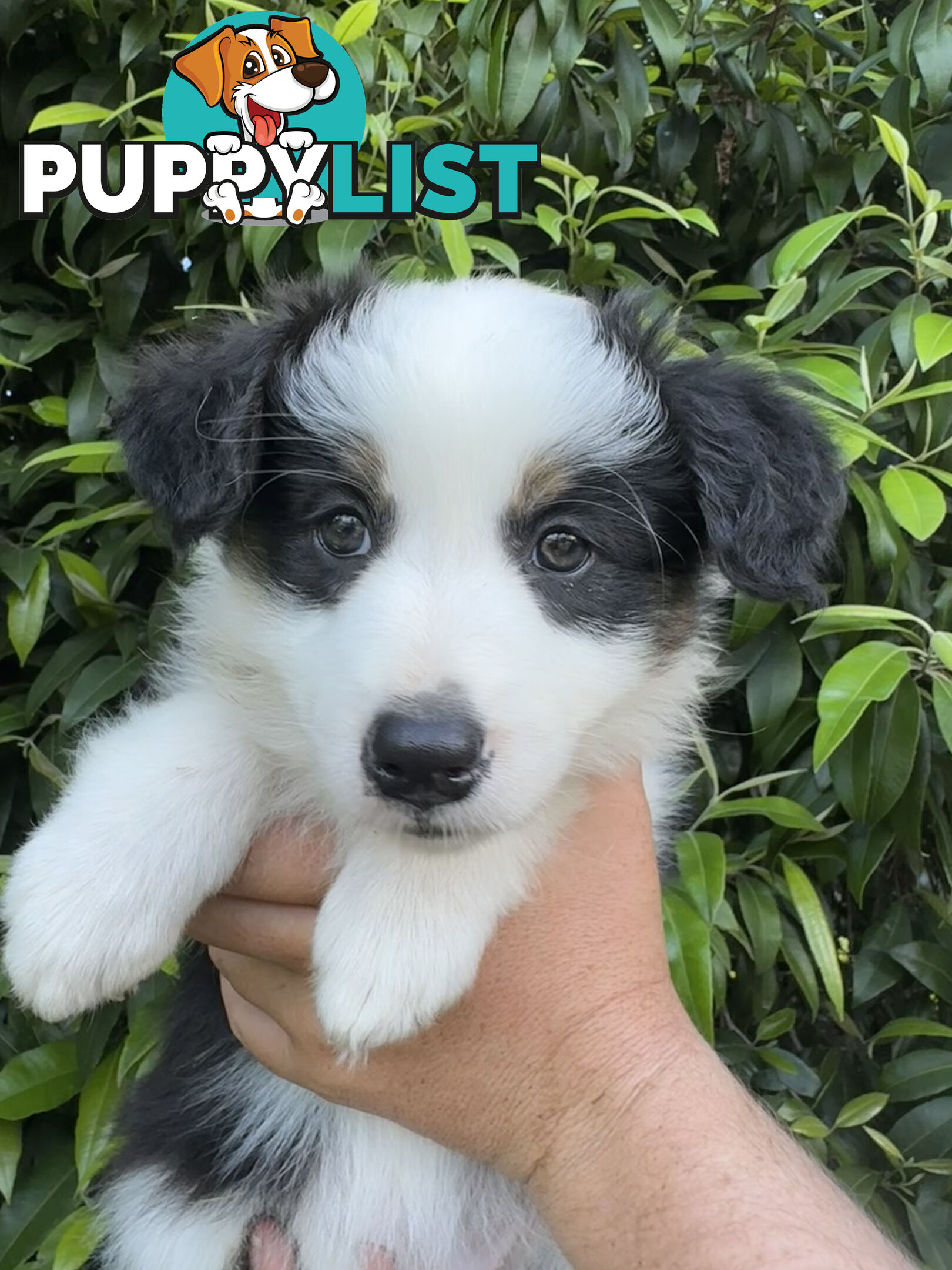 Myrtle Range Border Collies