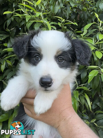 Myrtle Range Border Collies