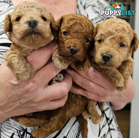 ANKC Pedigree Toy Poodles Puppies