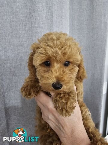 ANKC Pedigree Toy Poodles Puppies