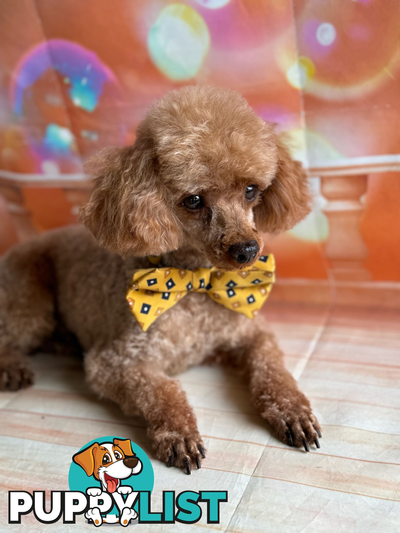 ANKC Pedigree Toy Poodles Adult Males x 2 (studs)