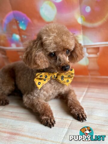 ANKC Pedigree Toy Poodles Adult Males x 2 (studs)