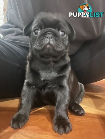 ***STILL AVAILABLE*** Purebread Pug Puppy (Black Male)