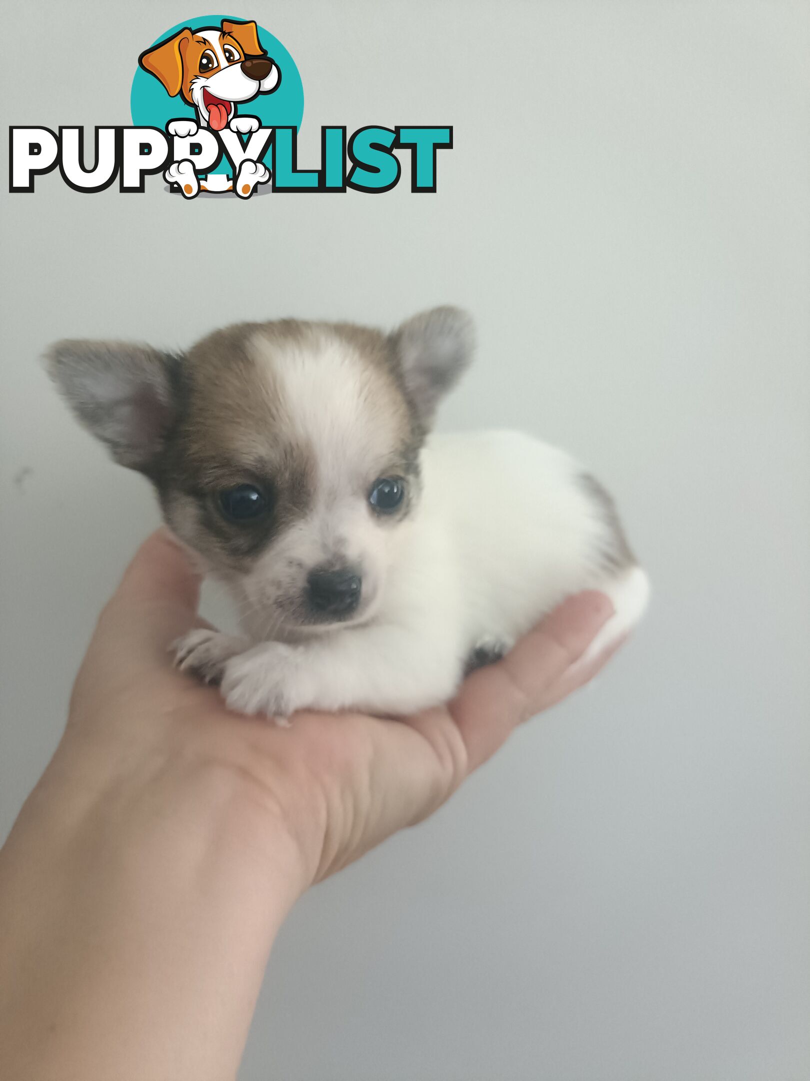 Tiny Purebred female chihuahua puppy