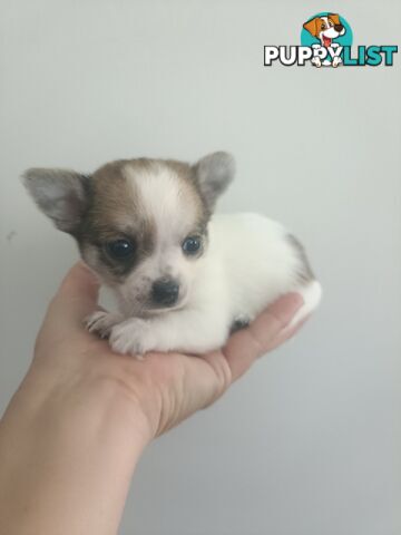 Tiny Purebred female chihuahua puppy