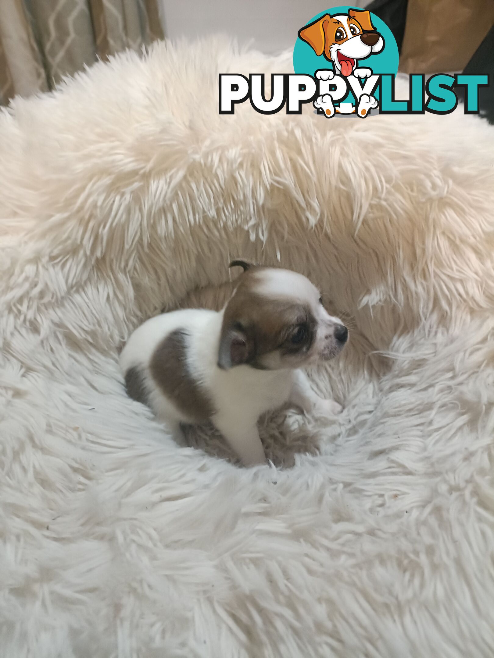 Tiny Purebred female chihuahua puppy