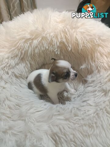 Tiny Purebred female chihuahua puppy