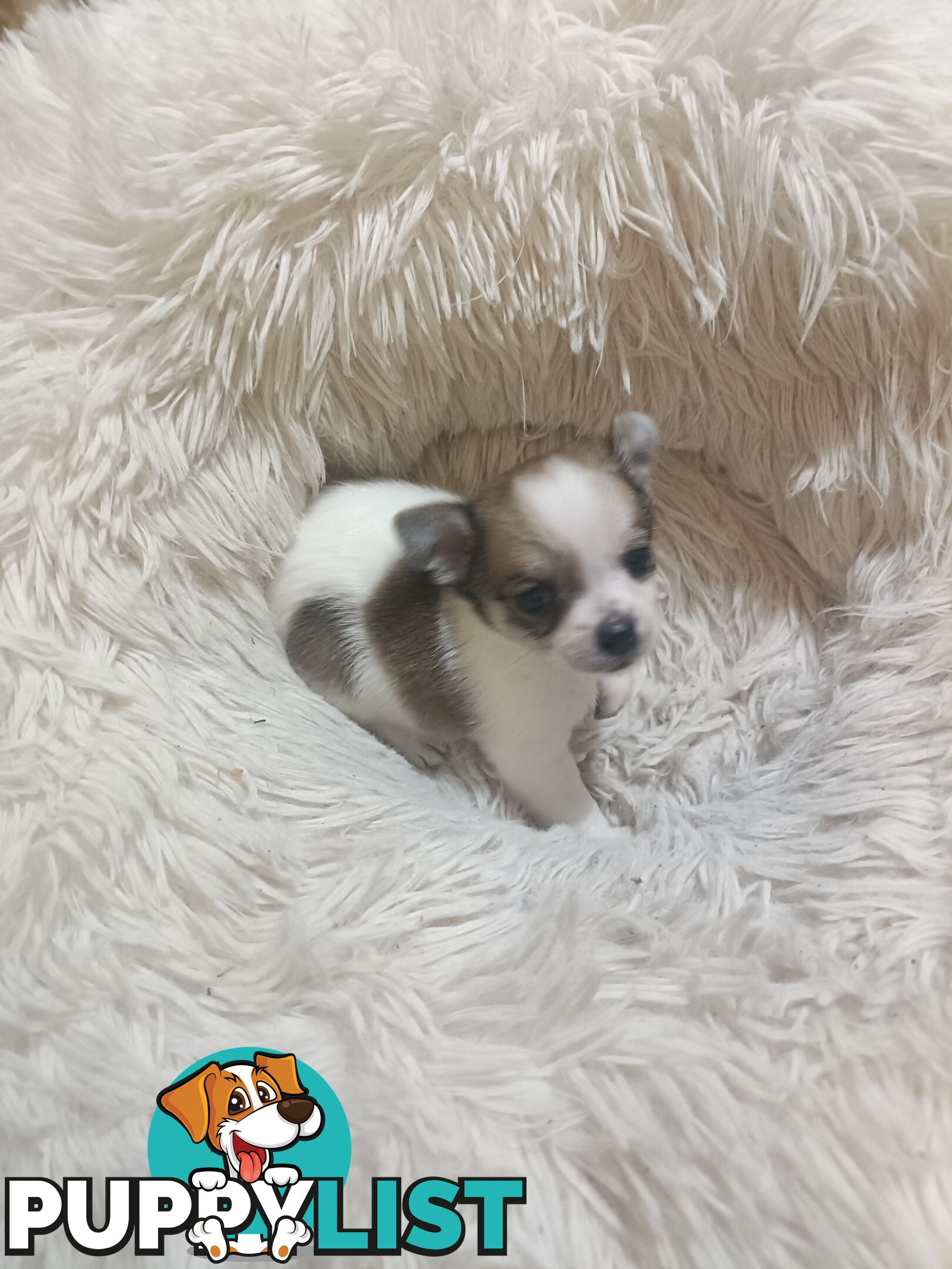 Tiny Purebred female chihuahua puppy