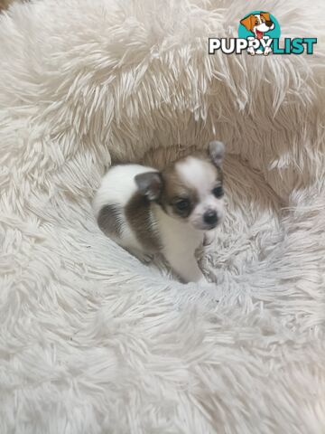 Tiny Purebred female chihuahua puppy