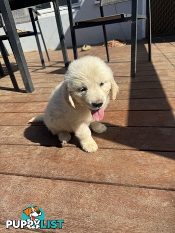 Purebred Golden Retrievers