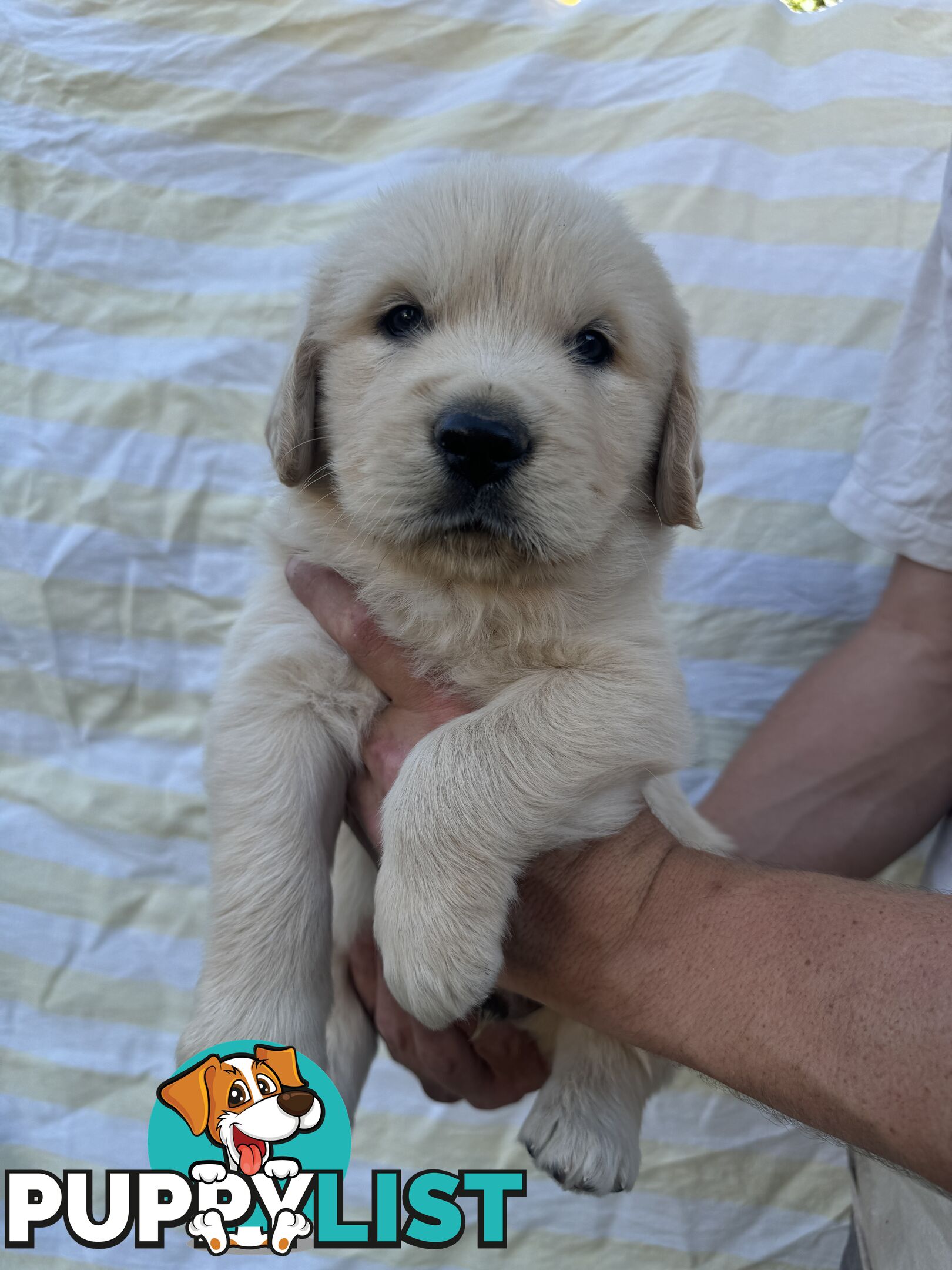 Purebred Golden Retrievers