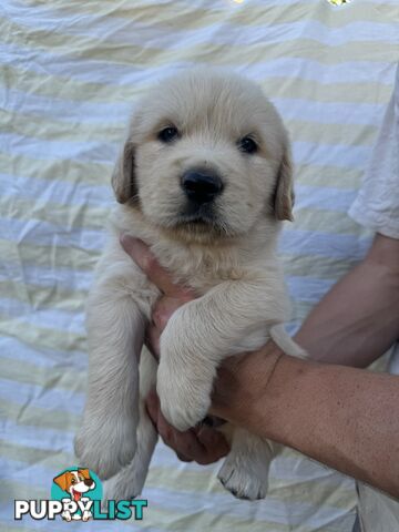 Purebred Golden Retrievers