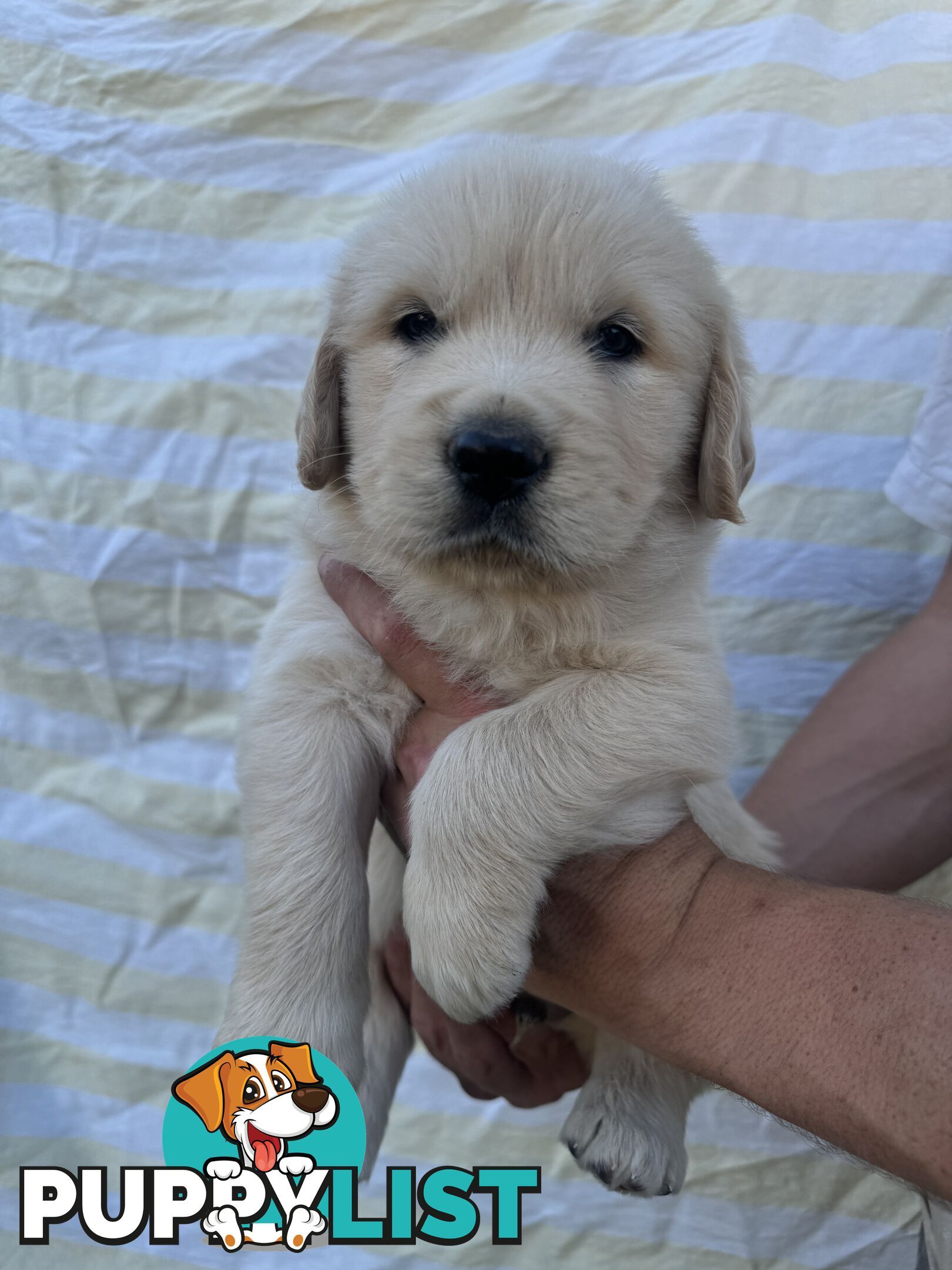 Purebred Golden Retrievers