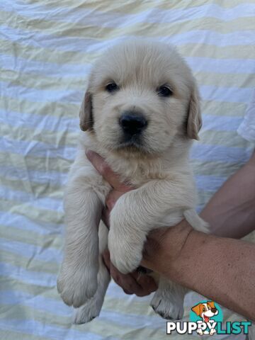 Purebred Golden Retrievers