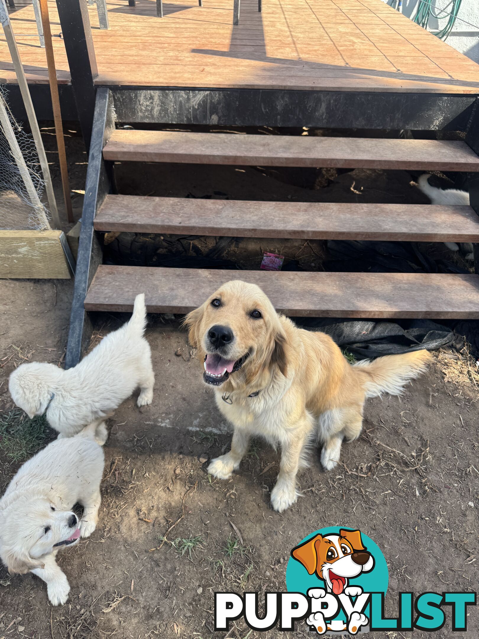 Purebred Golden Retrievers