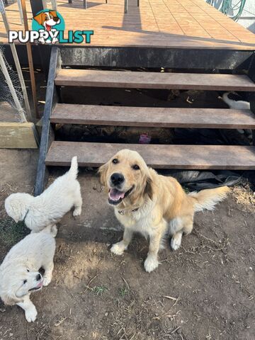 Purebred Golden Retrievers