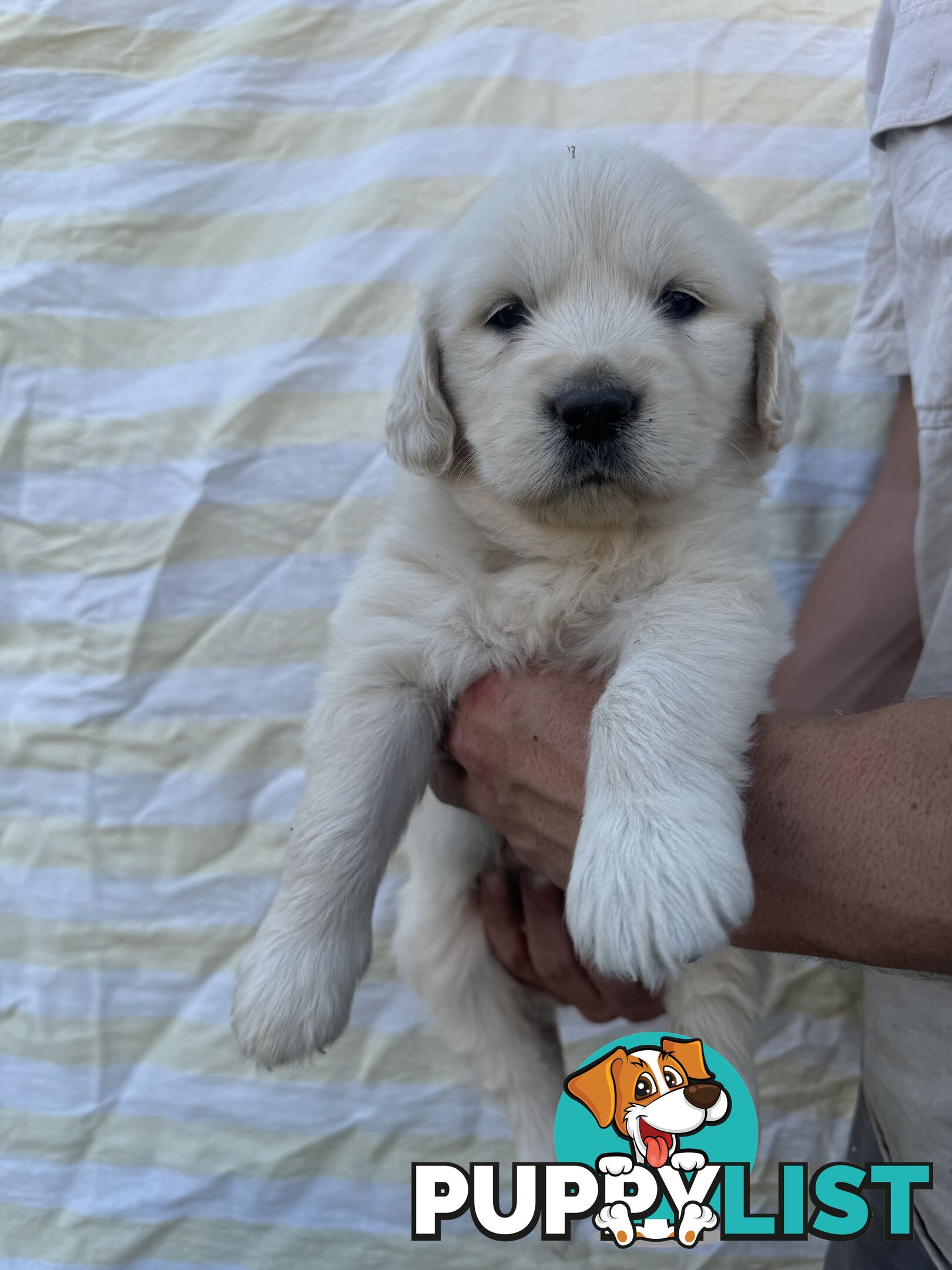 Purebred Golden Retrievers