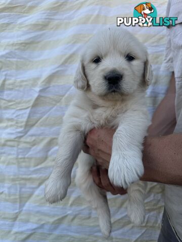 Purebred Golden Retrievers