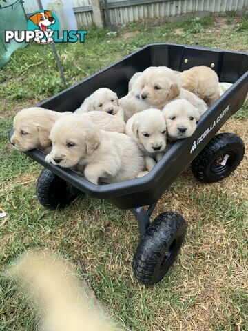 Purebred Golden Retrievers