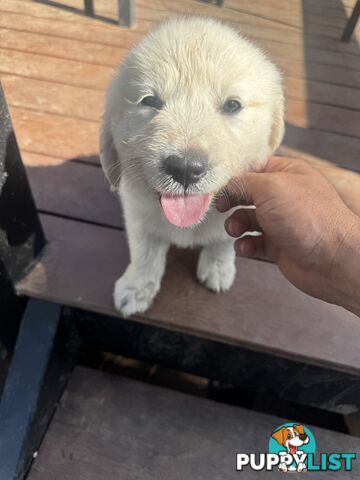 Purebred Golden Retrievers