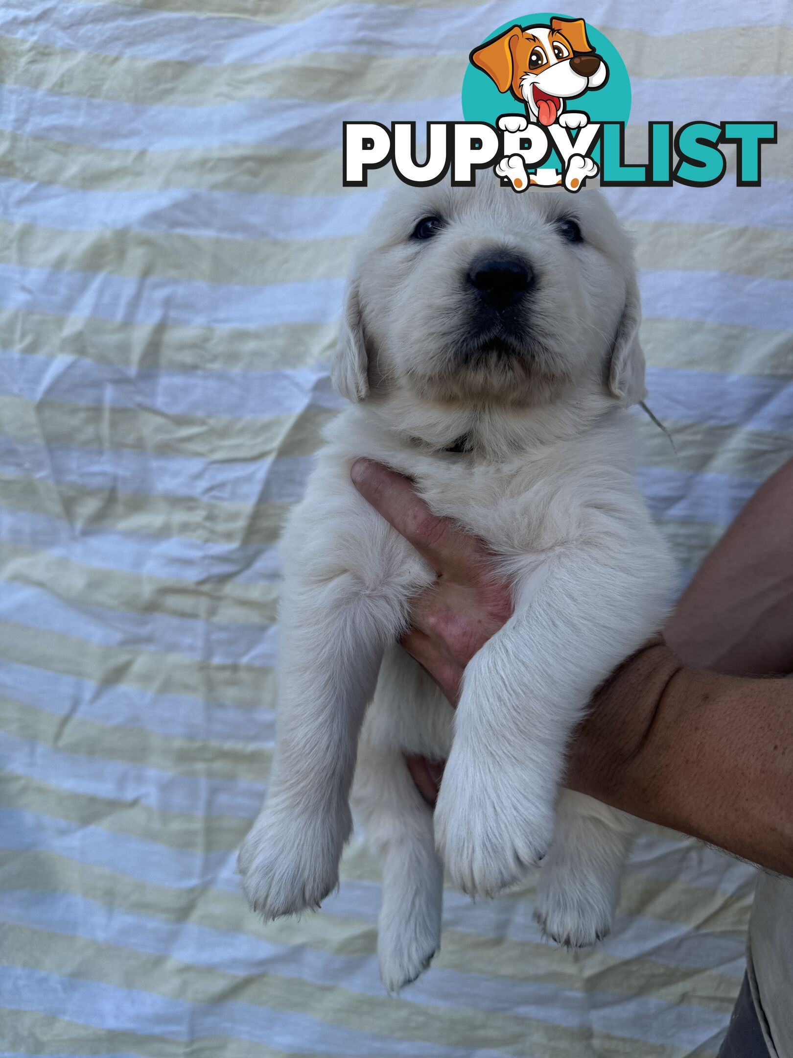 Purebred Golden Retrievers