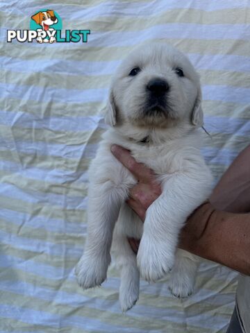 Purebred Golden Retrievers