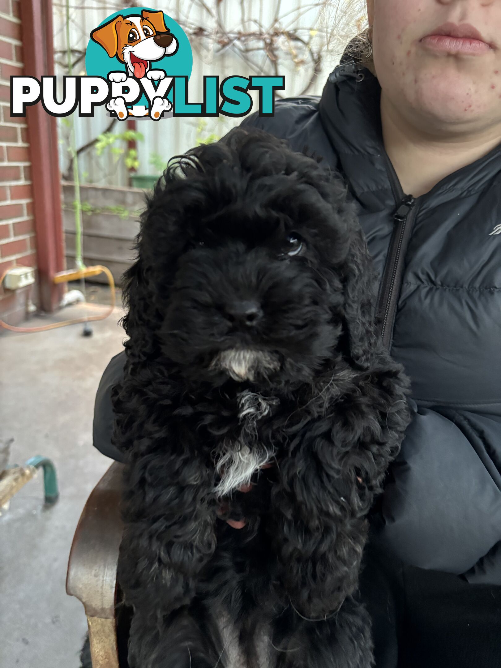 Male cavoodle puppy