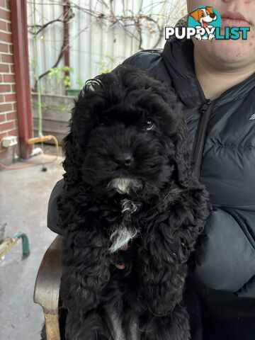Male cavoodle puppy