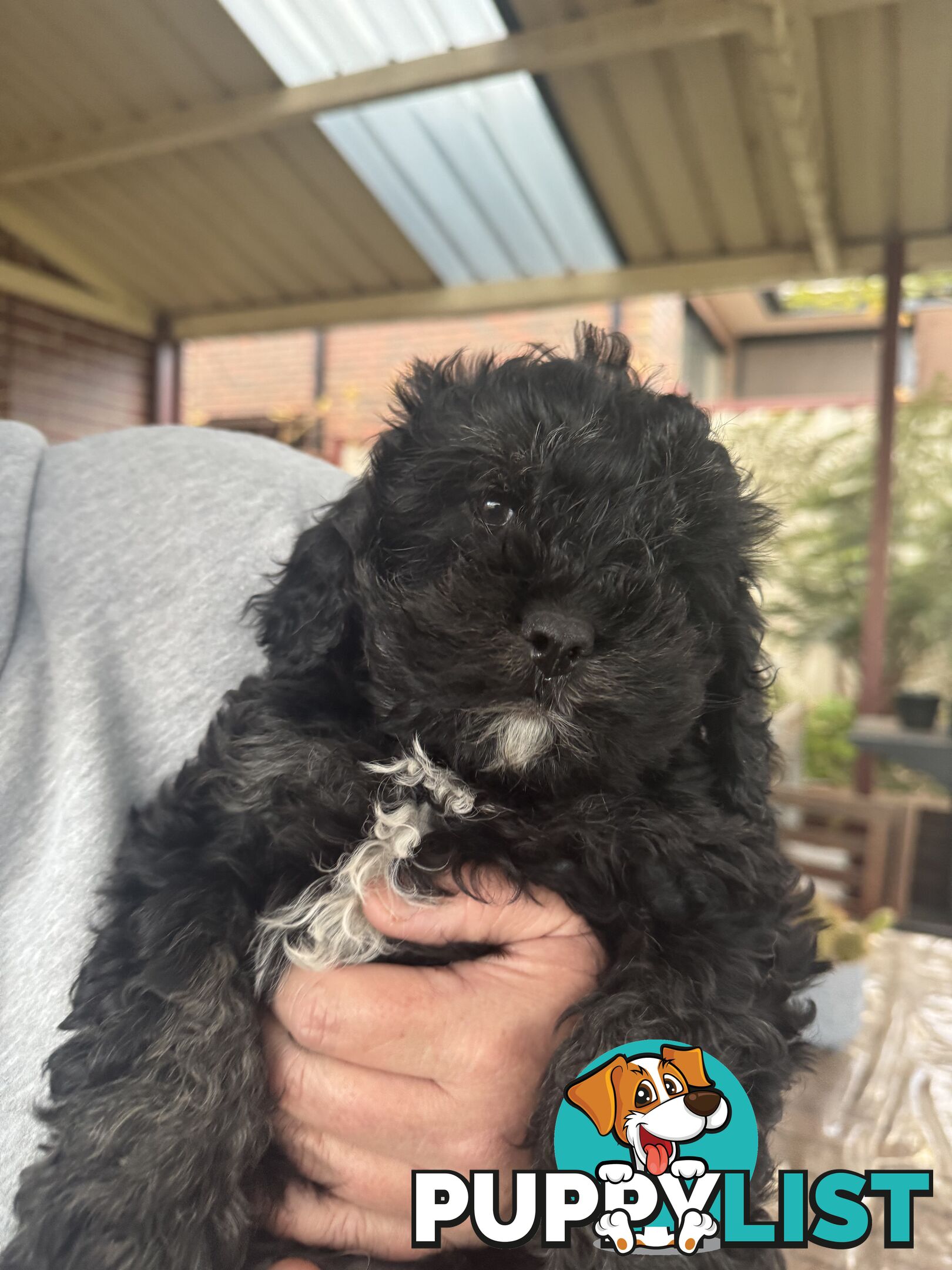 Male cavoodle puppy