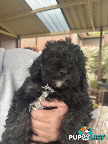Male cavoodle puppy