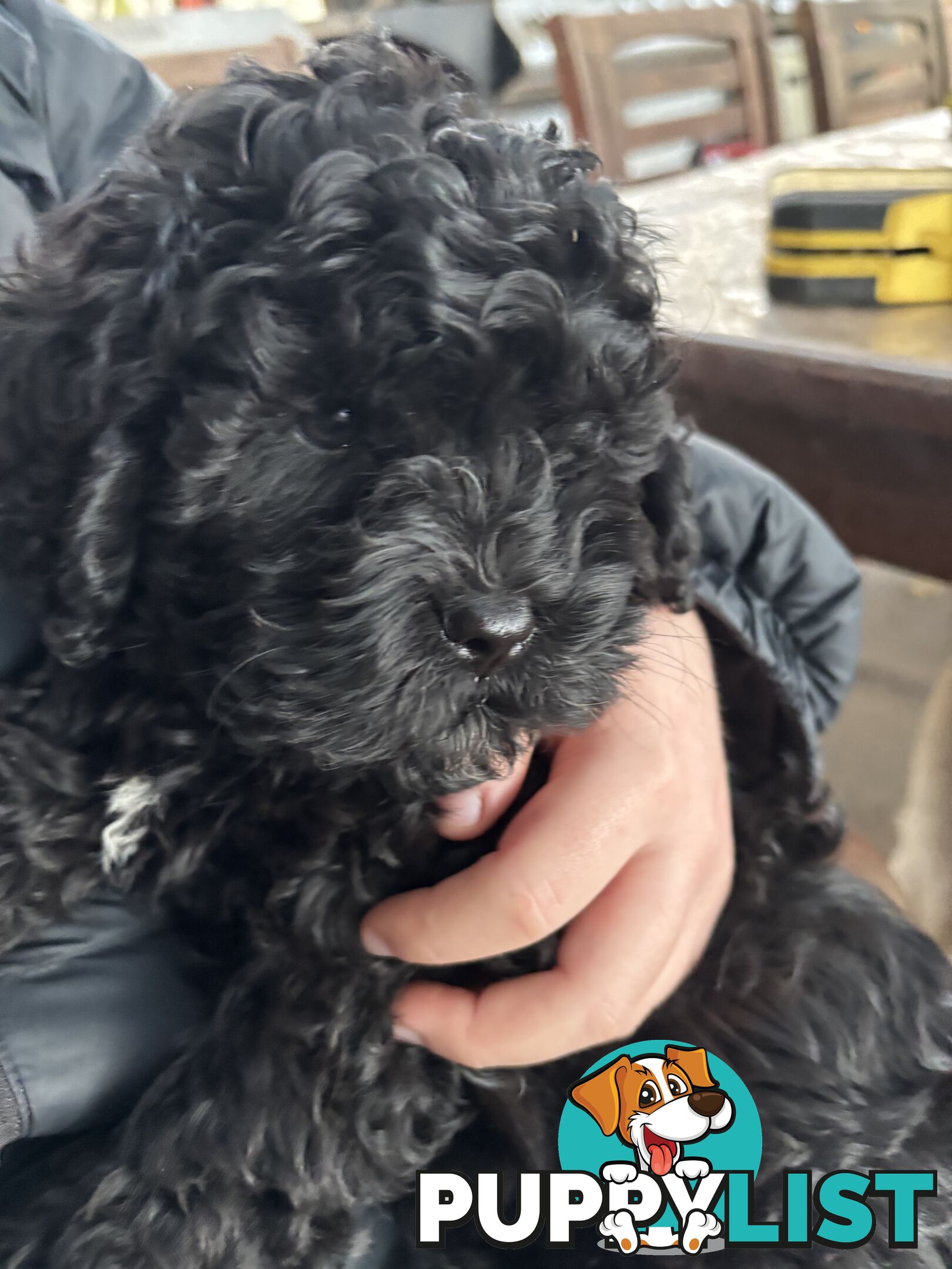 Male cavoodle puppy